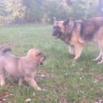 IMG_0462 IMG_0462