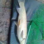 Zobrazhennya0083