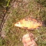 Flaver_3