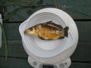 IMG_8226