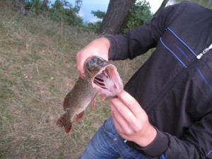 IMG_8274