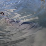 IMG_0168