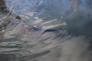 IMG_0168