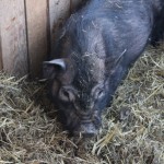 IMG_0188 IMG_0188