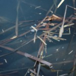 IMG_0230 IMG_0230