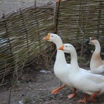 IMG_0234
