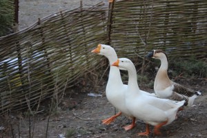IMG_0234