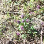 IMG_0622 IMG_0622