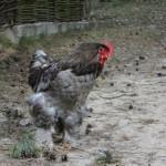 IMG_0687