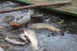IMG_1125