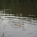 IMG_2202