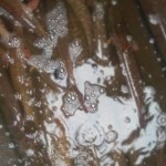 IMAG0225