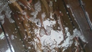 IMAG0225