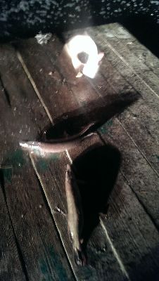 IMAG0312