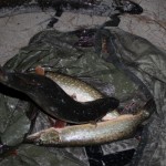 IMG_6325 IMG_6325