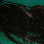 IMG_6334 IMG_6334