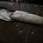IMG_6353