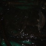 IMG_6413 IMG_6413