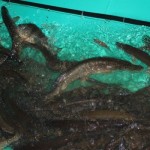 IMG_6416 IMG_6416
