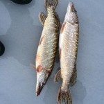 IMG_0424 IMG_0424