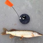 Pike