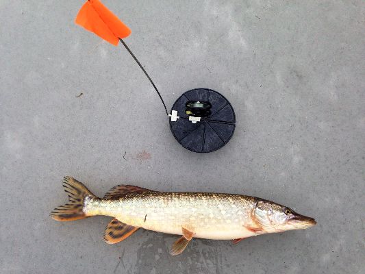 Pike