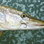 pike-hook
