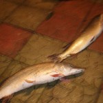 IMG_6858