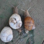 трофейное 042