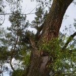 трофейное 046