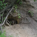 трофейное 051