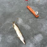 IMG_4565 IMG_4565
