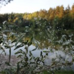 IMG_1315