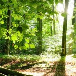 3_Forest