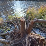 Image00041