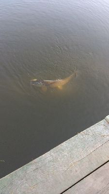 IMG-20151003-WA0013