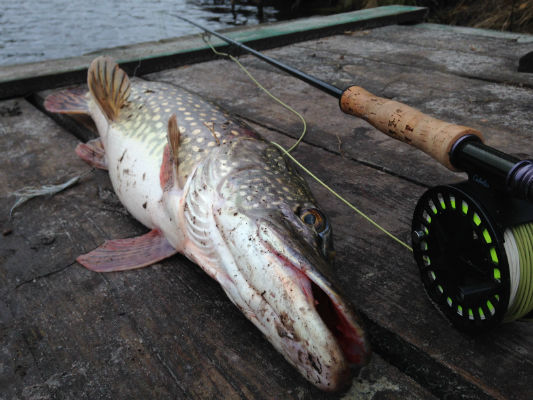 Pike1