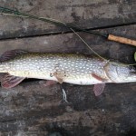 Pike2