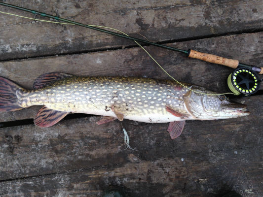 Pike2