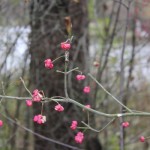 IMG_4395