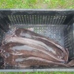 image-0-02-04-ea1a3357343737d44553032a5aa3f2fa96329237b4e0e8128d9b34b42bdf88e6-V