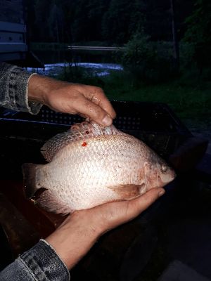 image-0-02-05-5d3d0c60059a24bf900ddc4edd288e3482d89ab1c524c830f9a68e93e6df083b-V
