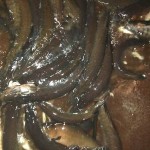 IMG-052c9f254a70b1ee50e79e717de7dc62-V