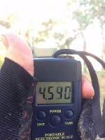 31
