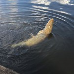 IMG-ba18cc8751d9636fa6f2fa9673520d09-V